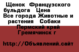 Щенок  Французского бульдога › Цена ­ 35 000 - Все города Животные и растения » Собаки   . Пермский край,Гремячинск г.